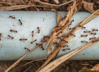 Jak skutecznie zwalczać insekty domowe bez użycia chemii?