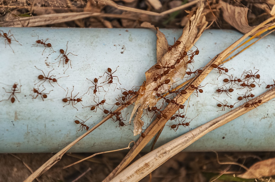 Jak skutecznie zwalczać insekty domowe bez użycia chemii?