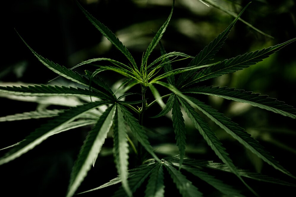 Marihuana medyczna i jej niesamowite właściwości